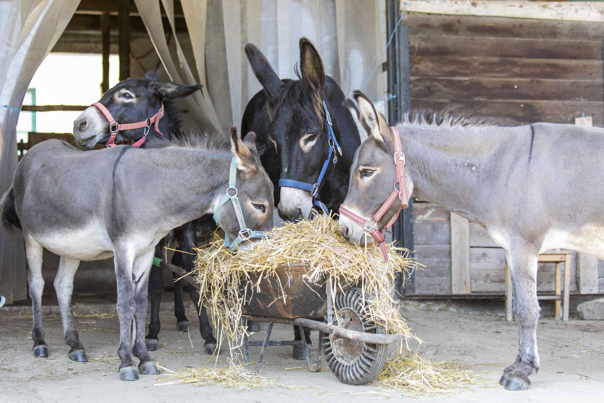 wertvollesschaffen_oesterreich_7